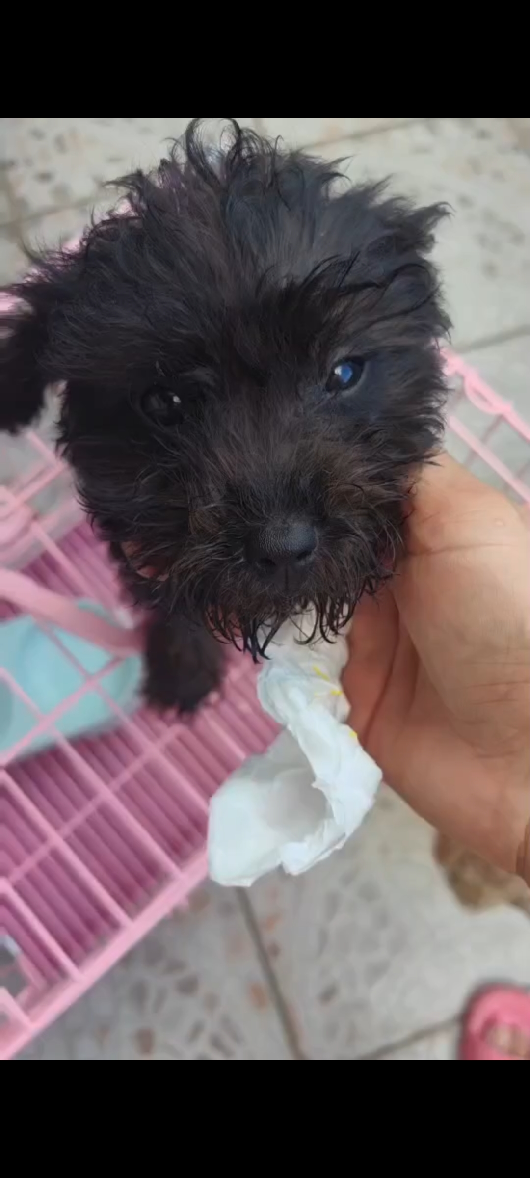黑色泰迪自家狗狗生的，疫苗2针，健康活泼可爱